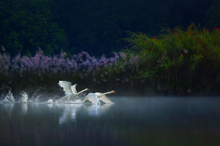Фотография: 30 лучших фотографии дикой природы с конкурса #Nature2020 Agora №26 - BigPicture.ru