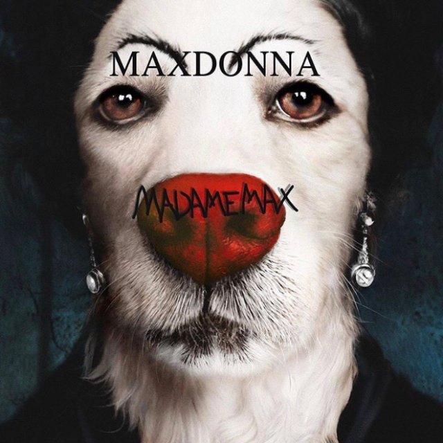 Фотография: Собака пародирует культовые фотографии Мадонны №17 - BigPicture.ru