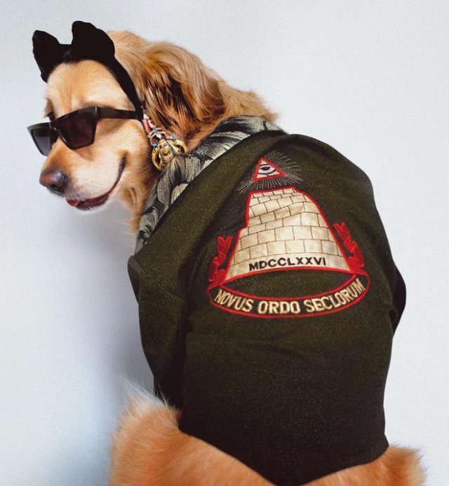 Фотография: Собака пародирует культовые фотографии Мадонны №21 - BigPicture.ru