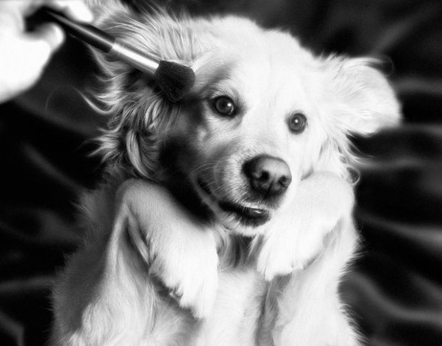 Фотография: Собака пародирует культовые фотографии Мадонны №19 - BigPicture.ru