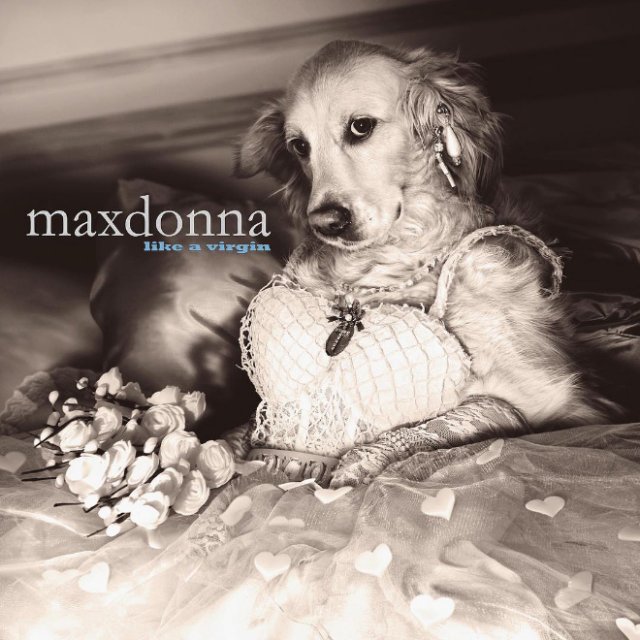 Фотография: Собака пародирует культовые фотографии Мадонны №5 - BigPicture.ru