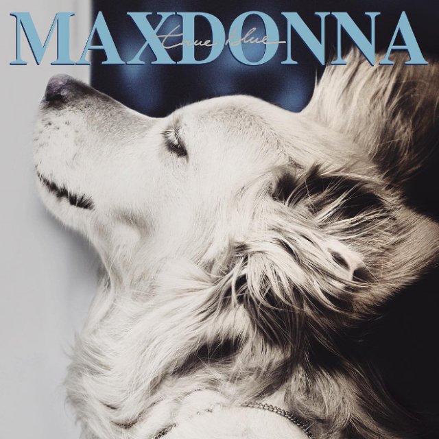 Фотография: Собака пародирует культовые фотографии Мадонны №13 - BigPicture.ru