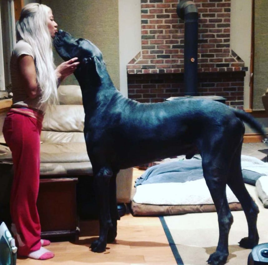 Фотография: Это собака или лошадь? Немецкий дог Гром ростом больше 2 метров весит 95 кило №2 - BigPicture.ru