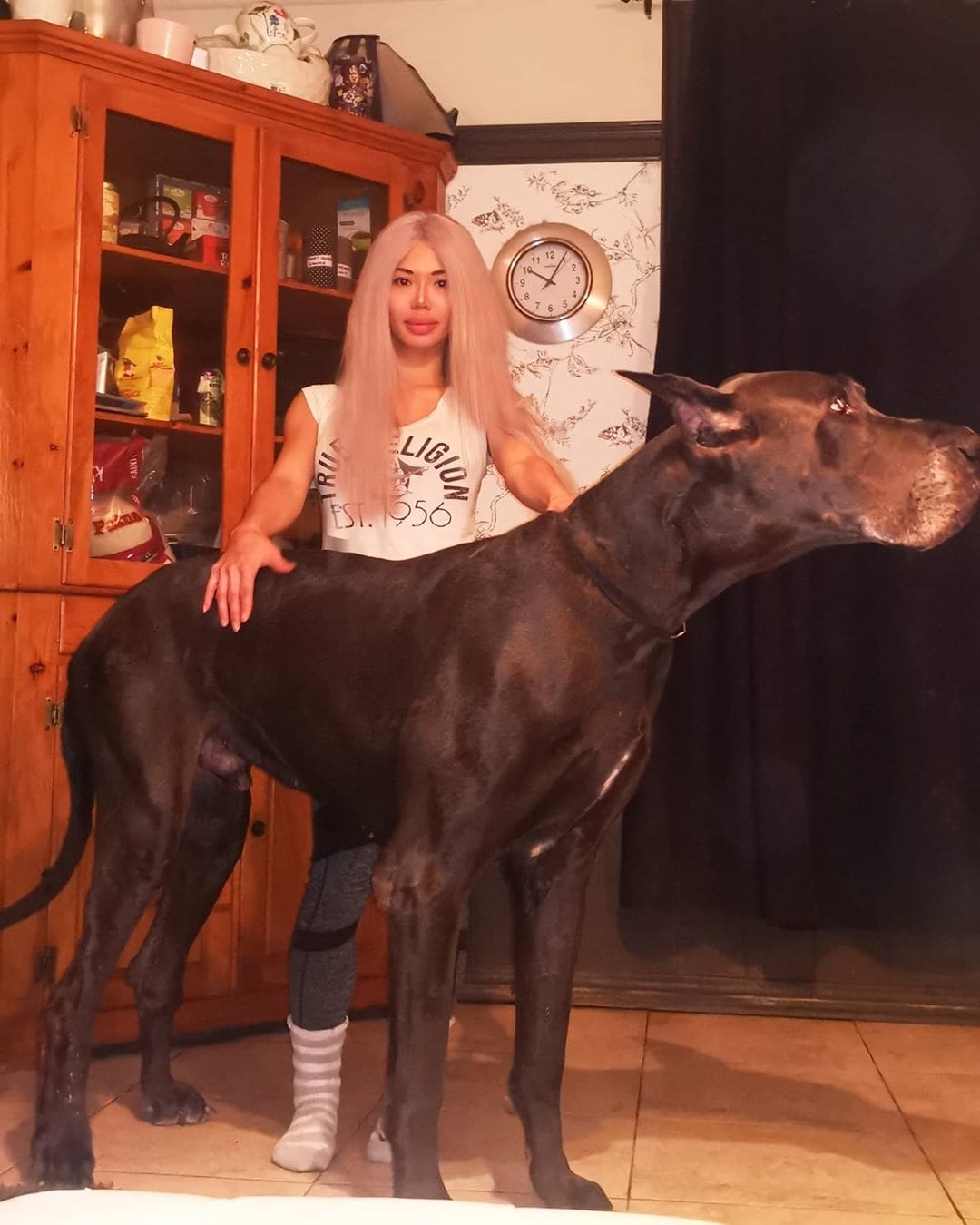 Фотография: Это собака или лошадь? Немецкий дог Гром ростом больше 2 метров весит 95 кило №3 - BigPicture.ru