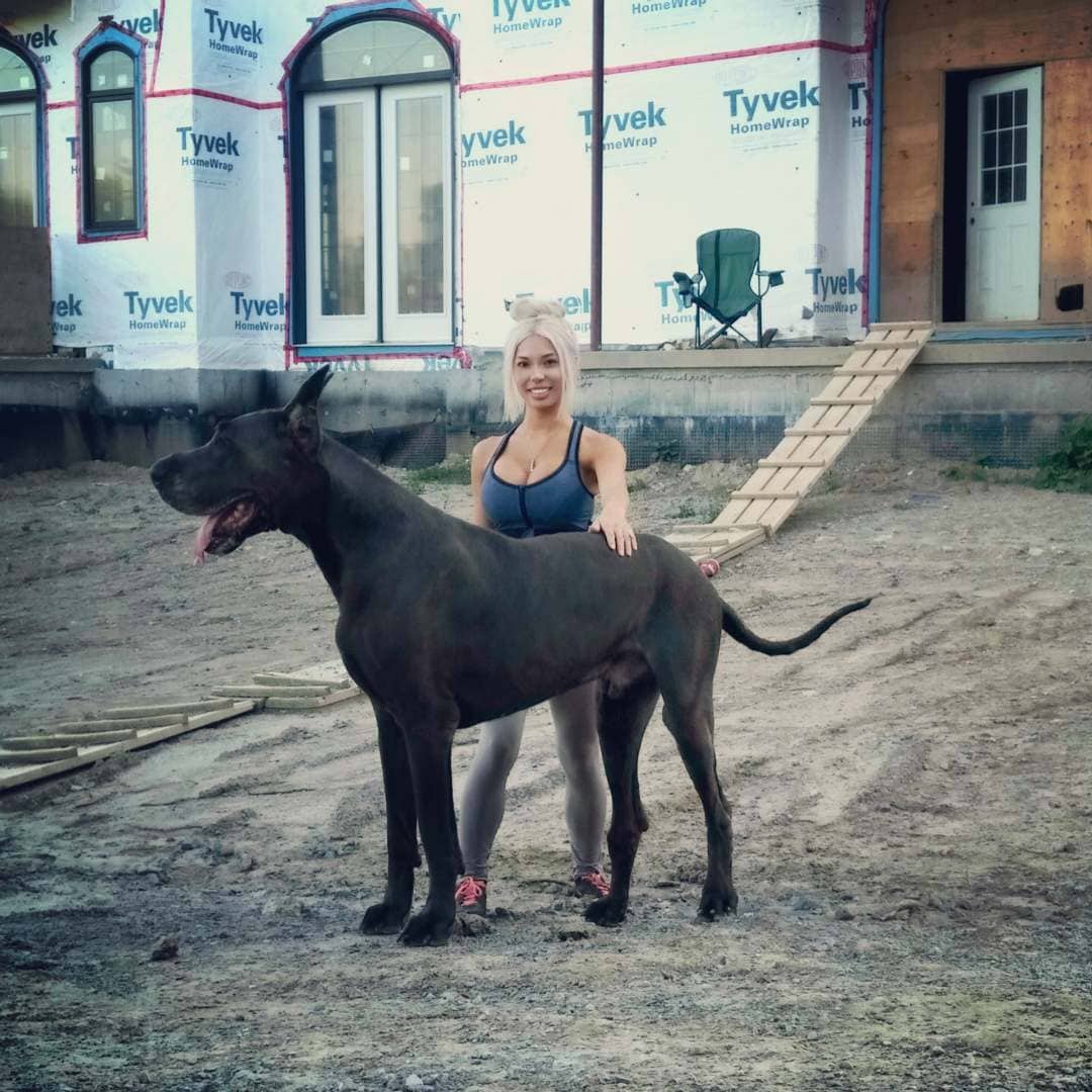 Фотография: Это собака или лошадь? Немецкий дог Гром ростом больше 2 метров весит 95 кило №4 - BigPicture.ru