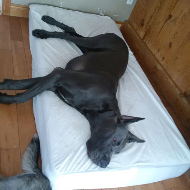 Фотография: Это собака или лошадь? Немецкий дог Гром ростом больше 2 метров весит 95 кило №6 - BigPicture.ru