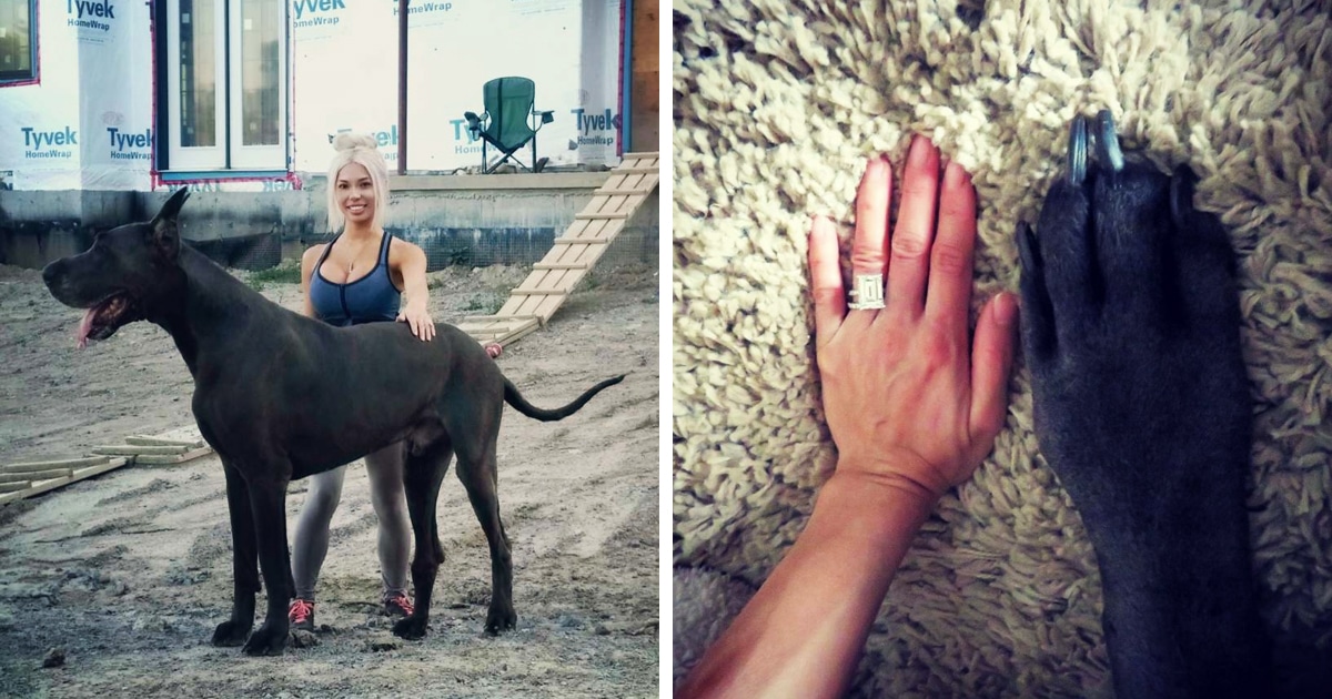 Фотография: Это собака или лошадь? Немецкий дог Гром ростом больше 2 метров весит 95 кило №1 - BigPicture.ru