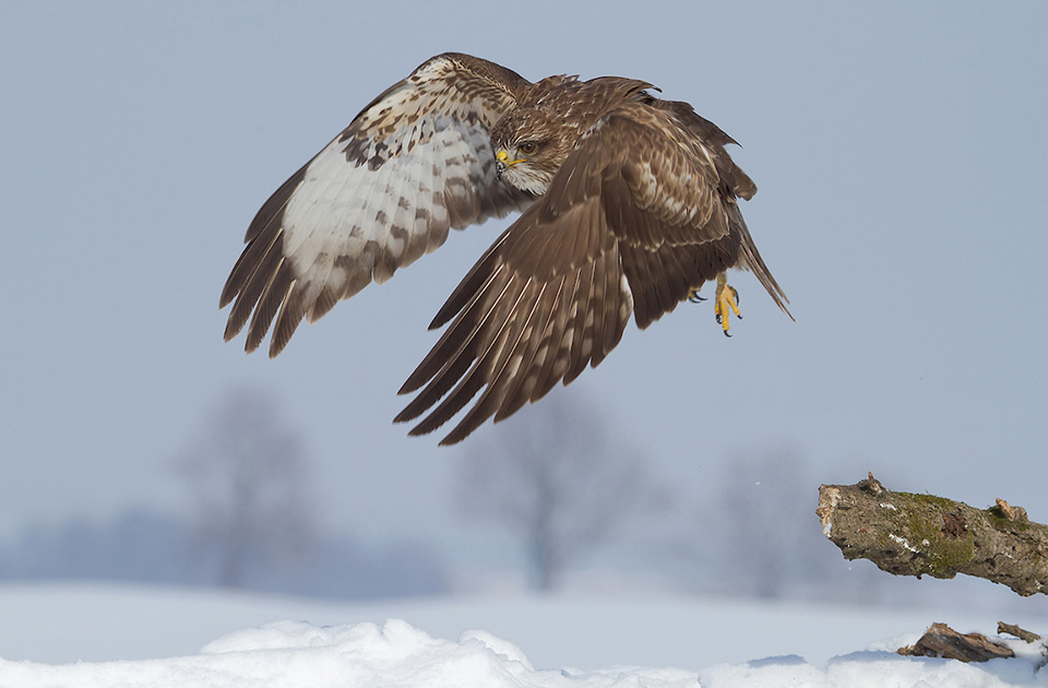 Фотография: Лучшие фотографии птиц с конкурса Bird Photographer of the Year №18 - BigPicture.ru