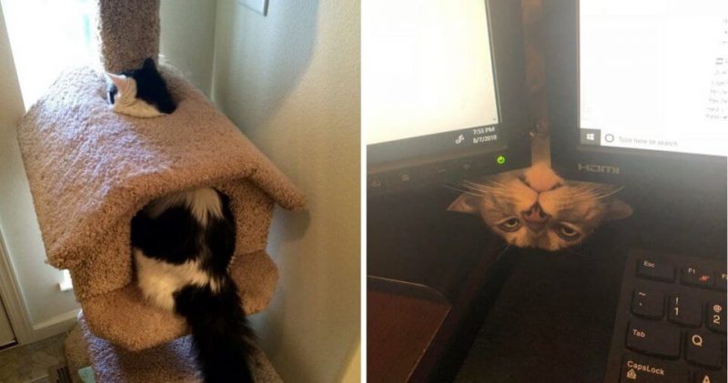 Фотография: 20 фото котов, которые творят глупые и смешные вещи №1 - BigPicture.ru