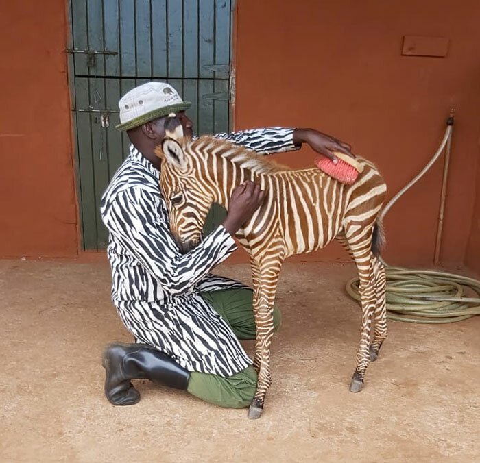 Фотография: Как спасти маленькую зебру от гибели: рецепт из Кении №3 - BigPicture.ru