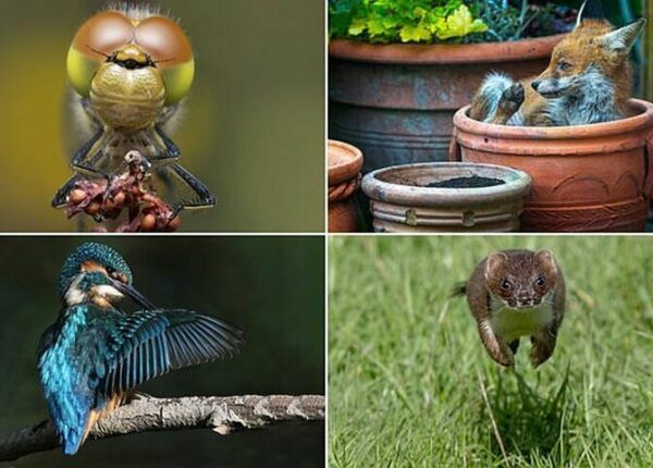Победители конкурса фотографий дикой природы Essex Wildlife