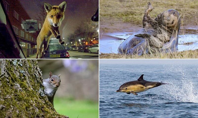 Фотография: Победители конкурса любительской фотографии Mammal Photographer of the Year 2020 №1 - BigPicture.ru