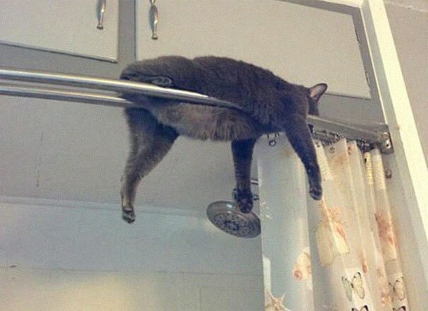 Фотография: 40 фото, доказывающих, что кошки могут спать где угодно №26 - BigPicture.ru