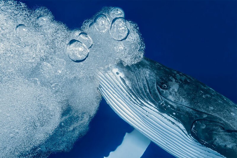 Фотография: Полное погружение: лучшие фотографии подводного мира 2020 №11 - BigPicture.ru