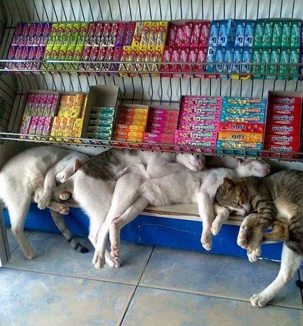 Фотография: 40 фото, доказывающих, что кошки могут спать где угодно №10 - BigPicture.ru