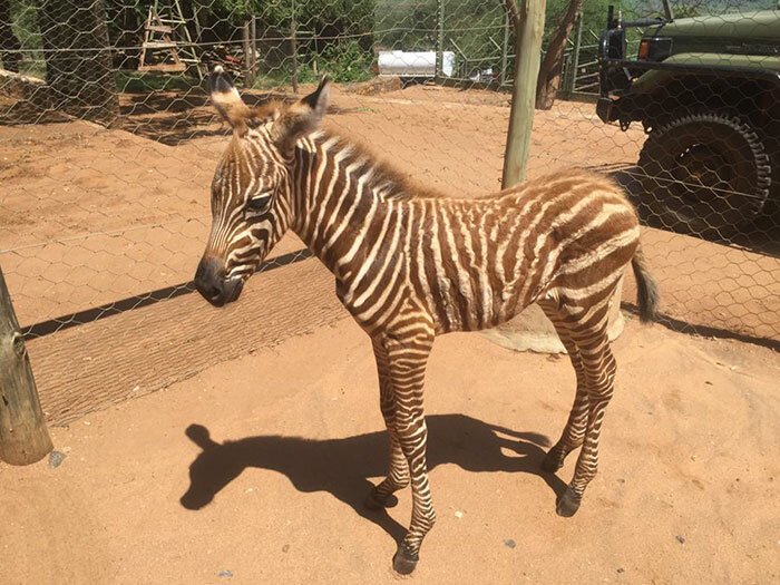 Фотография: Как спасти маленькую зебру от гибели: рецепт из Кении №2 - BigPicture.ru