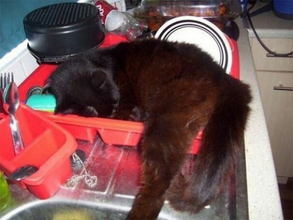 Фотография: 40 фото, доказывающих, что кошки могут спать где угодно №41 - BigPicture.ru