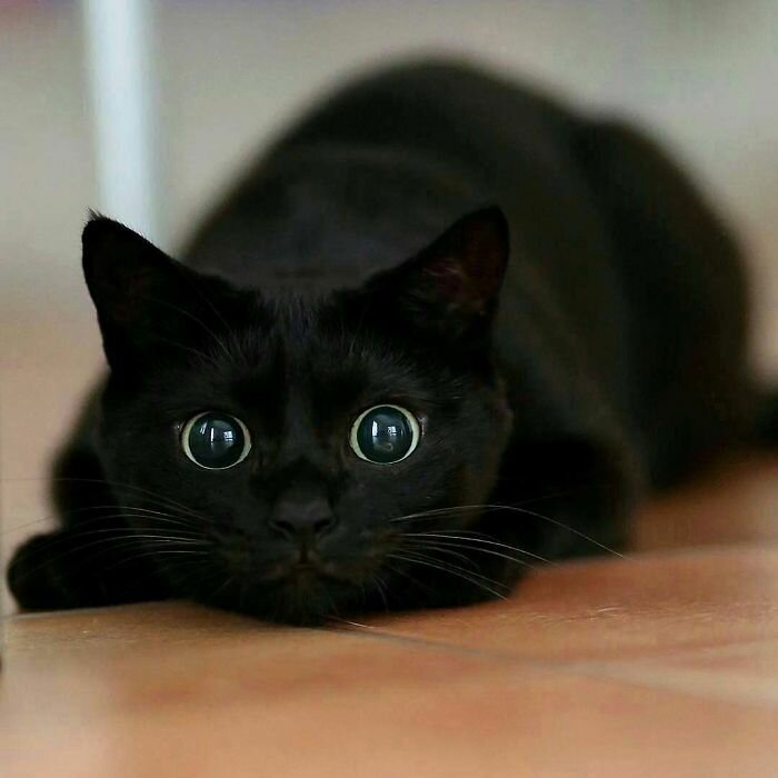 милые фото черных кошек