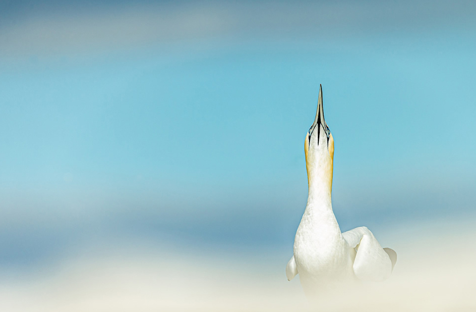 Фотография: Лучшие фотографии птиц с конкурса Bird Photographer of the Year №17 - BigPicture.ru
