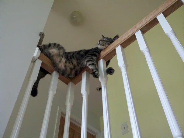 Фотография: 40 фото, доказывающих, что кошки могут спать где угодно №33 - BigPicture.ru