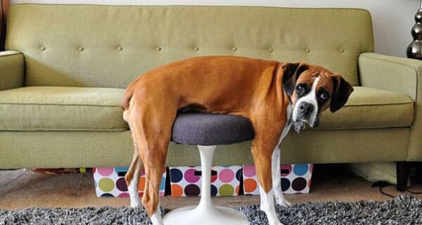 25 домашних животных, которые понятия не имеют, как работает мебель