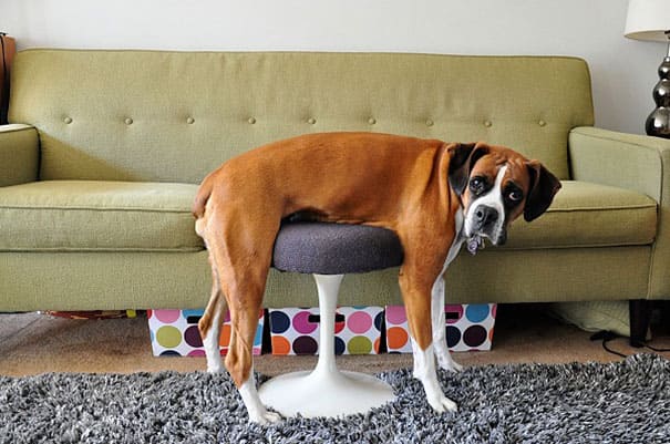 Фотография: 25 домашних животных, которые понятия не имеют, как работает мебель №6 - BigPicture.ru