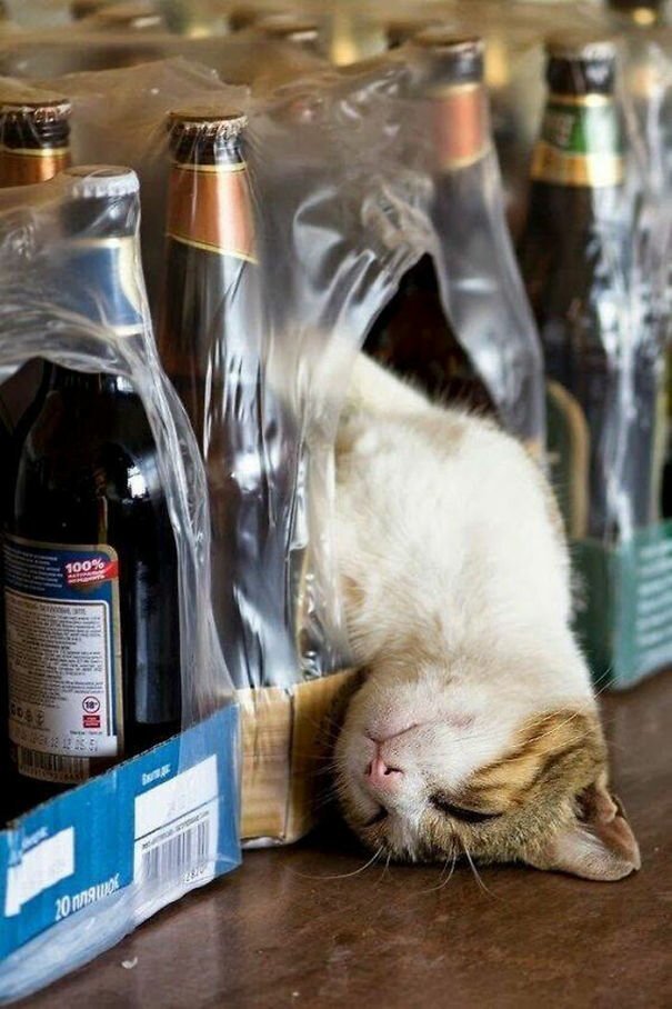 Фотография: 40 фото, доказывающих, что кошки могут спать где угодно №7 - BigPicture.ru