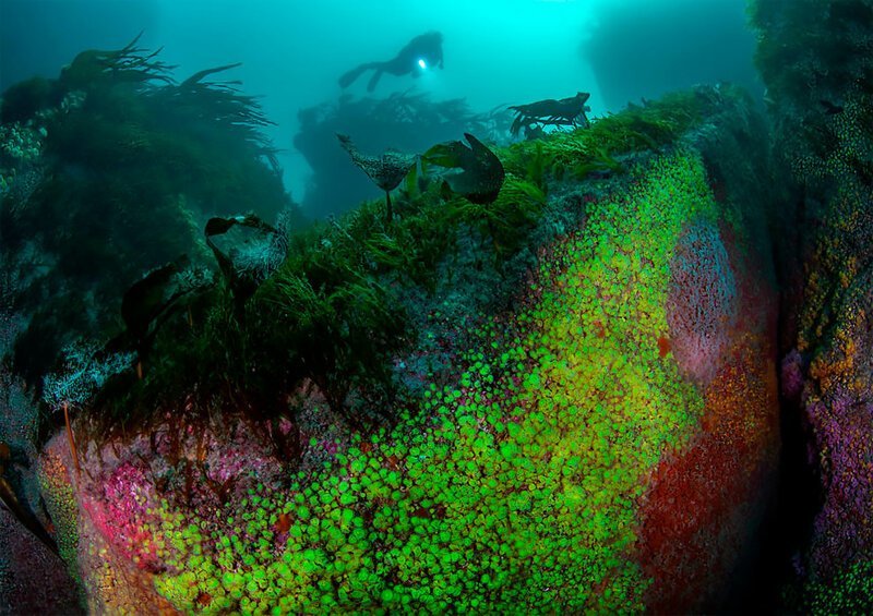 Фотография: Полное погружение: лучшие фотографии подводного мира 2020 №20 - BigPicture.ru