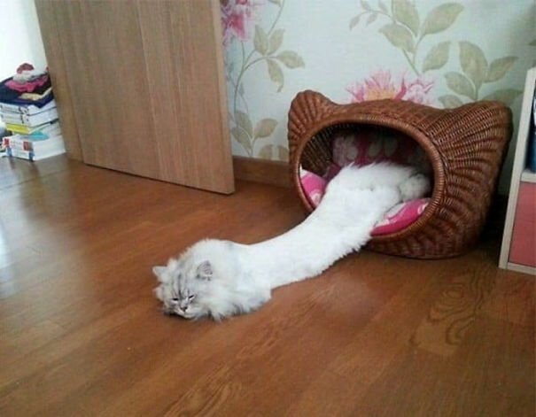 Фотография: 40 фото, доказывающих, что кошки могут спать где угодно №15 - BigPicture.ru