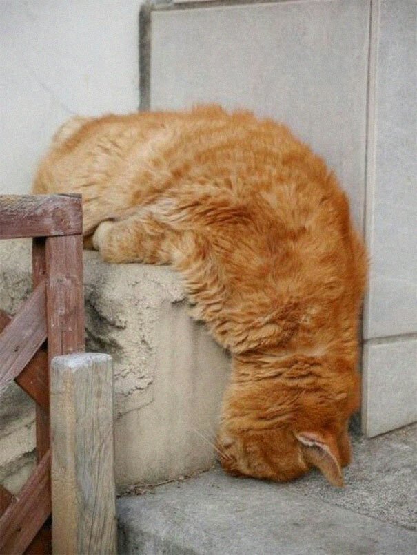 Фотография: 40 фото, доказывающих, что кошки могут спать где угодно №13 - BigPicture.ru