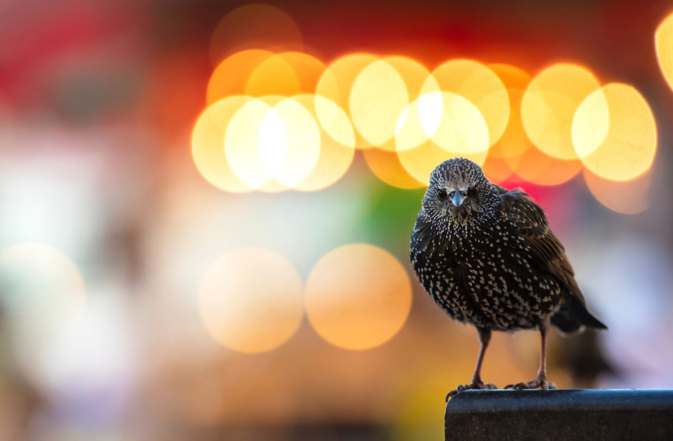 Фотография: Лучшие фотографии птиц с конкурса Bird Photographer of the Year №12 - BigPicture.ru