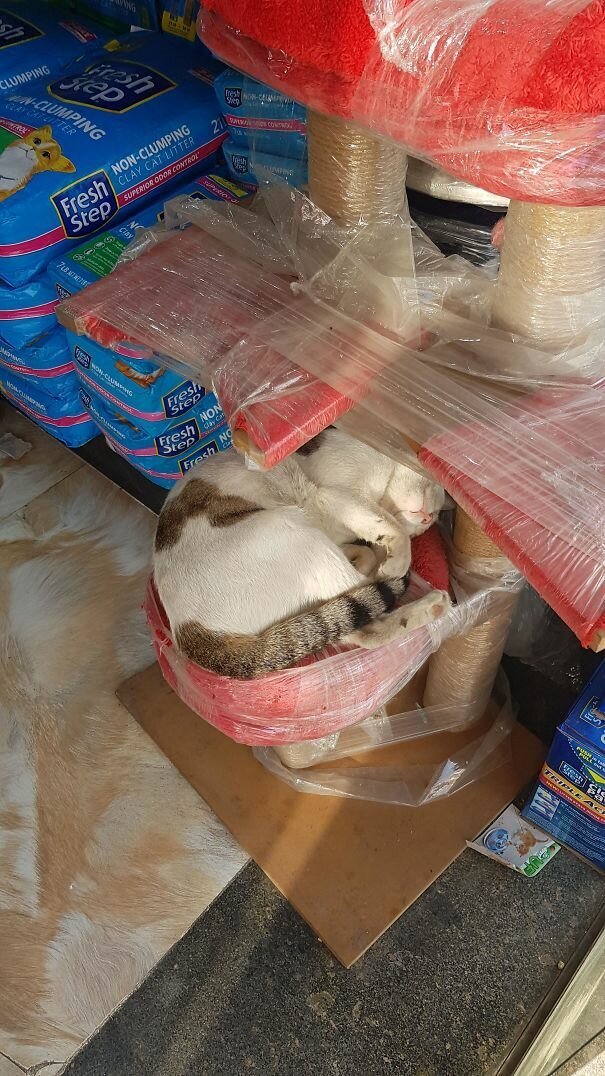 Фотография: 40 фото, доказывающих, что кошки могут спать где угодно №40 - BigPicture.ru