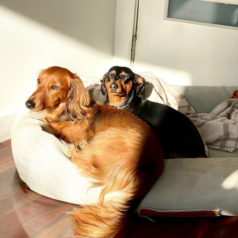 Фотография: В Instagram появился забавный аккаунт, посвященный собакам, работающим дома №2 - BigPicture.ru