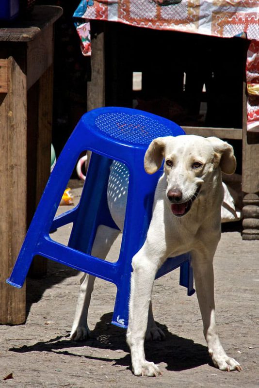 Фотография: 25 домашних животных, которые понятия не имеют, как работает мебель №7 - BigPicture.ru