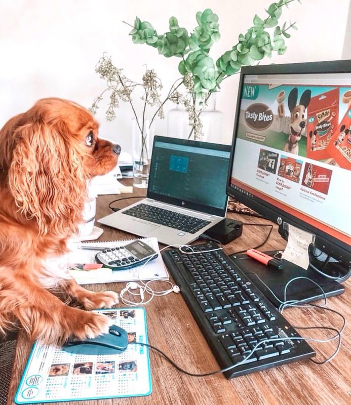 Фотография: В Instagram появился забавный аккаунт, посвященный собакам, работающим дома №16 - BigPicture.ru