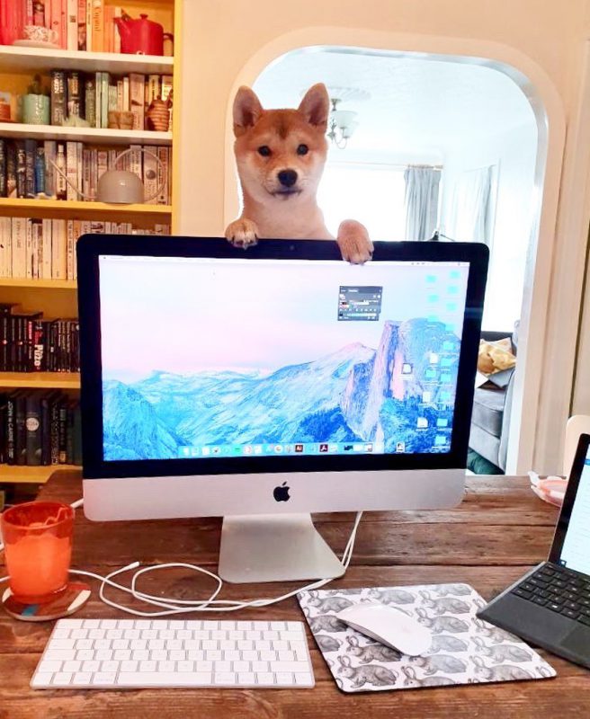Фотография: В Instagram появился забавный аккаунт, посвященный собакам, работающим дома №14 - BigPicture.ru