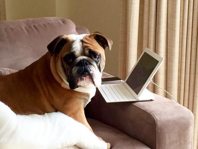 Фотография: В Instagram появился забавный аккаунт, посвященный собакам, работающим дома №11 - BigPicture.ru