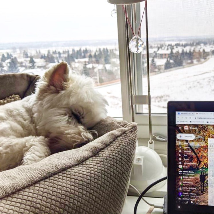 Фотография: В Instagram появился забавный аккаунт, посвященный собакам, работающим дома №10 - BigPicture.ru