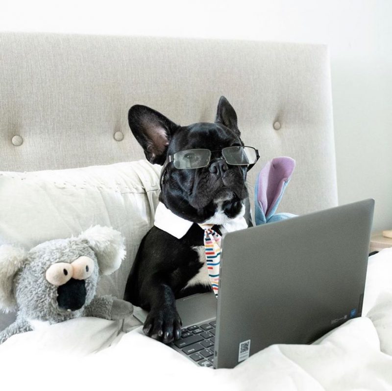Фотография: В Instagram появился забавный аккаунт, посвященный собакам, работающим дома №12 - BigPicture.ru