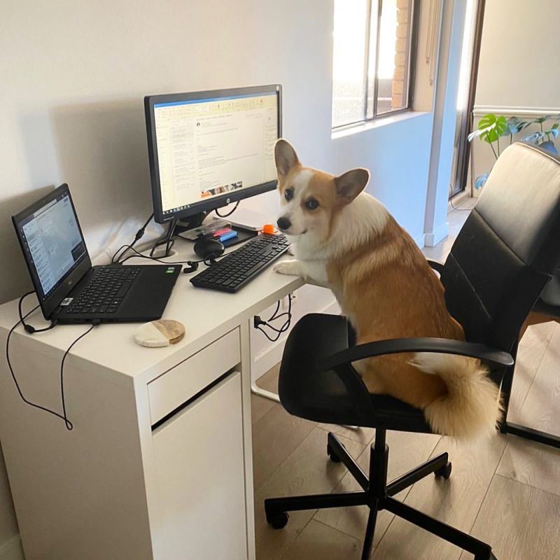 Фотография: В Instagram появился забавный аккаунт, посвященный собакам, работающим дома №17 - BigPicture.ru