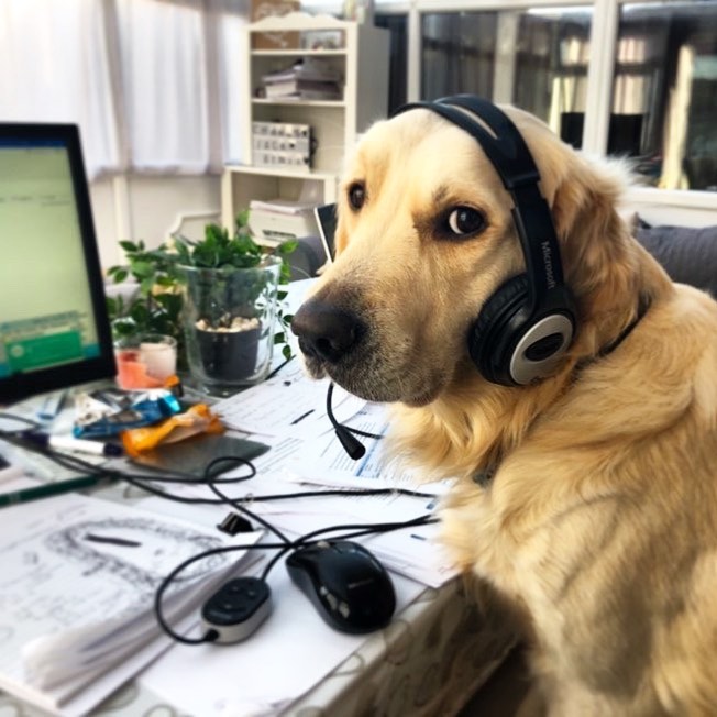 Фотография: В Instagram появился забавный аккаунт, посвященный собакам, работающим дома №13 - BigPicture.ru