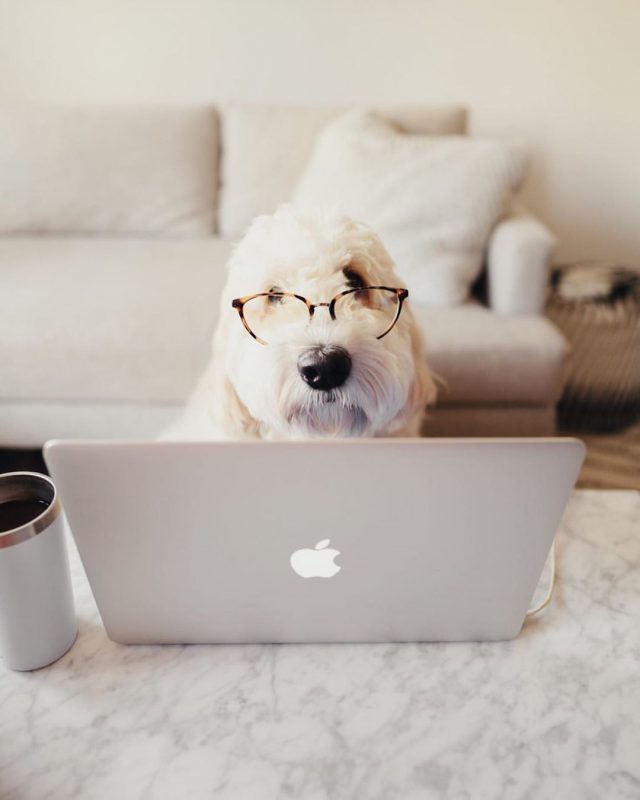 Фотография: В Instagram появился забавный аккаунт, посвященный собакам, работающим дома №7 - BigPicture.ru