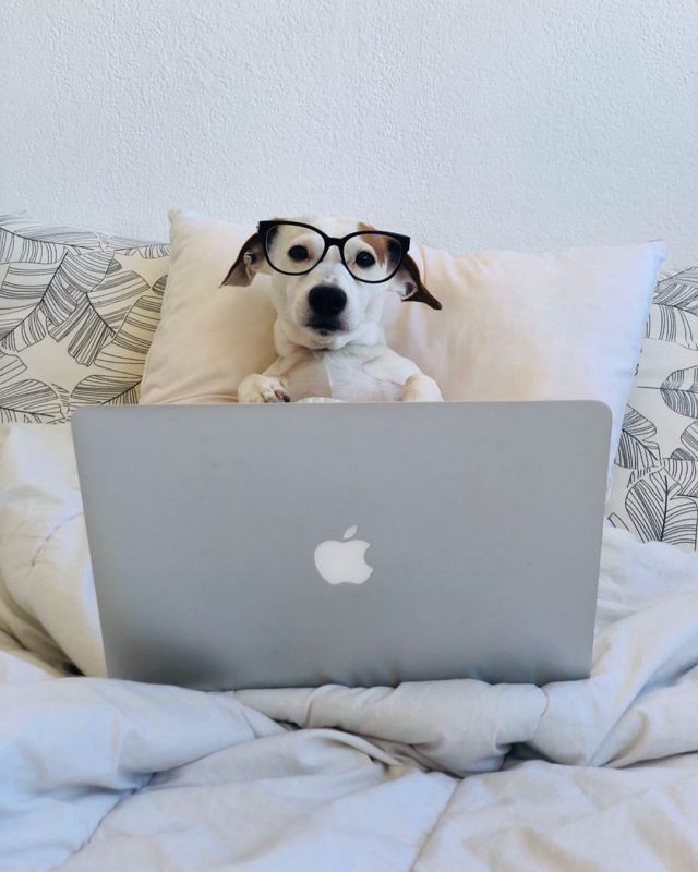 Фотография: В Instagram появился забавный аккаунт, посвященный собакам, работающим дома №4 - BigPicture.ru