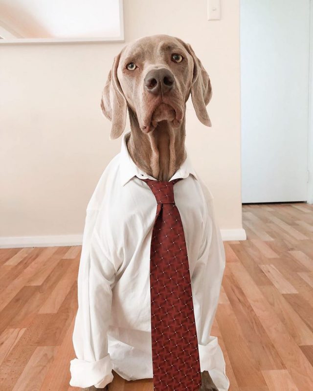 Фотография: В Instagram появился забавный аккаунт, посвященный собакам, работающим дома №3 - BigPicture.ru
