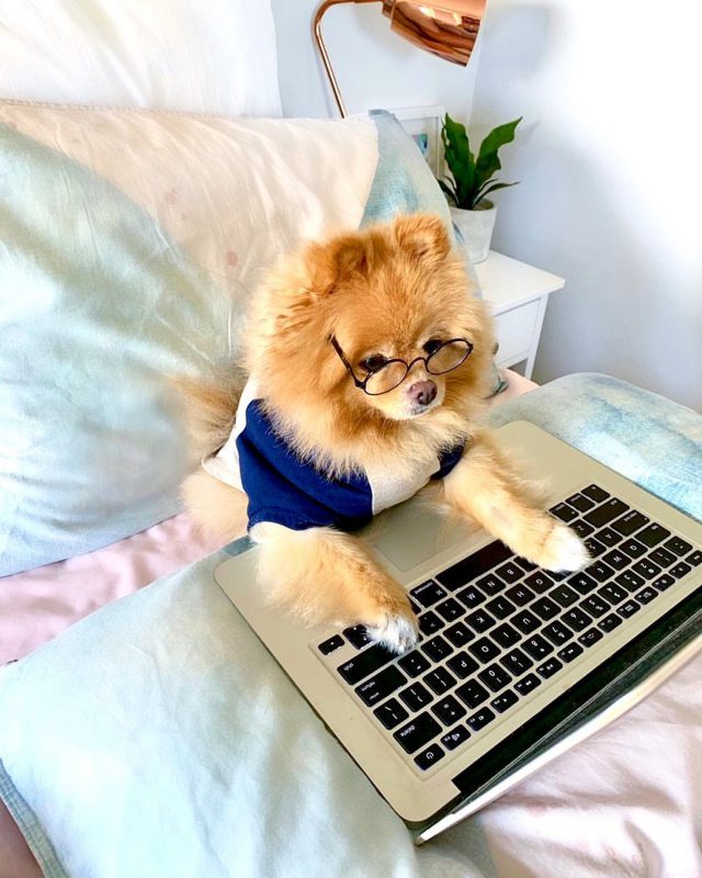 Фотография: В Instagram появился забавный аккаунт, посвященный собакам, работающим дома №8 - BigPicture.ru