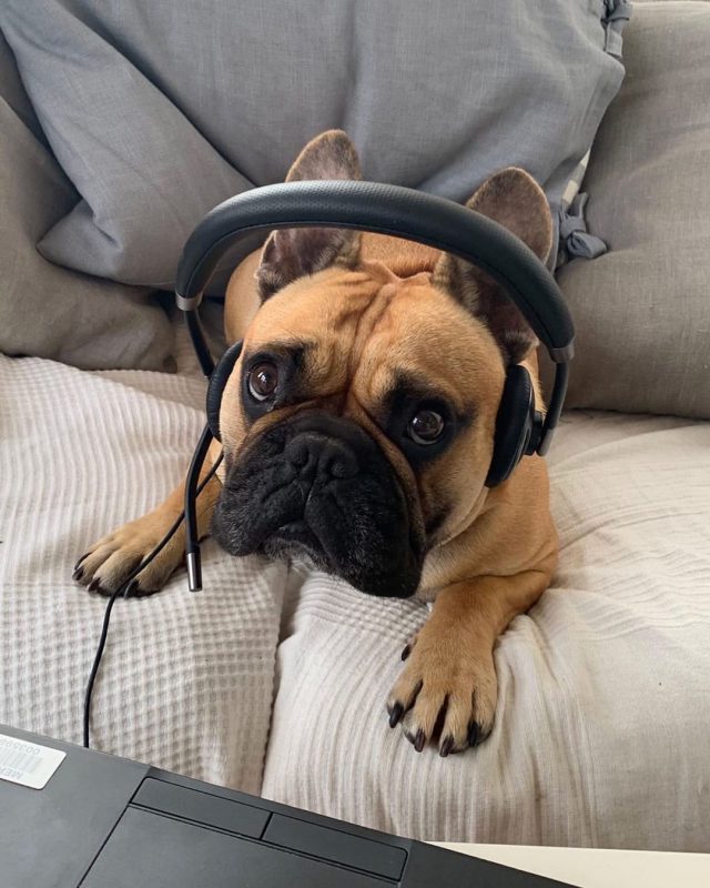 Фотография: В Instagram появился забавный аккаунт, посвященный собакам, работающим дома №5 - BigPicture.ru