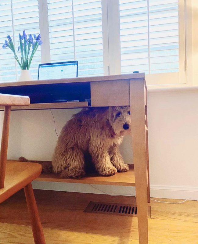 Фотография: В Instagram появился забавный аккаунт, посвященный собакам, работающим дома №6 - BigPicture.ru
