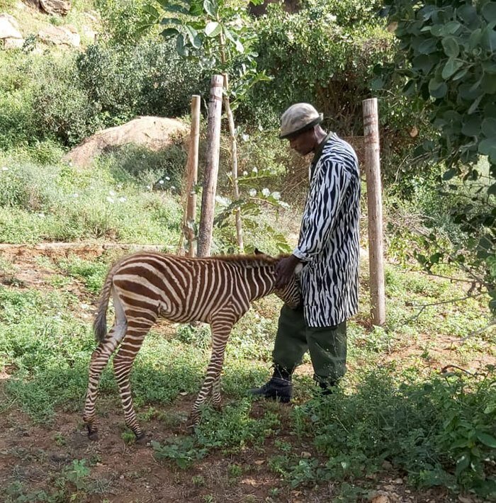 Фотография: Как спасти маленькую зебру от гибели: рецепт из Кении №4 - BigPicture.ru