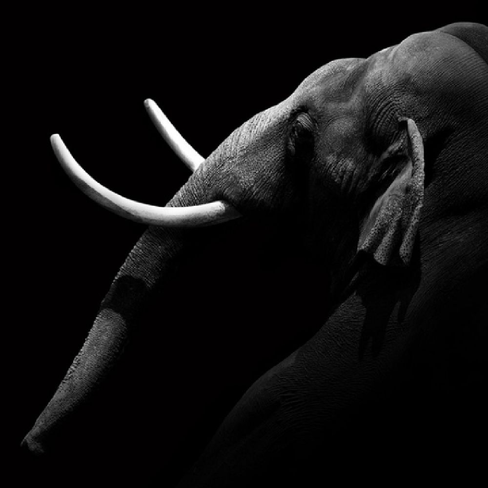 Фотография: Невообразимая красота диких животных в черно-белой фотографии Лукаса Холаса №2 - BigPicture.ru