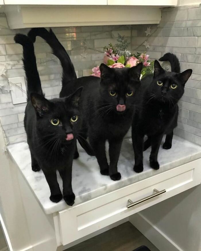 милые фото черных кошек